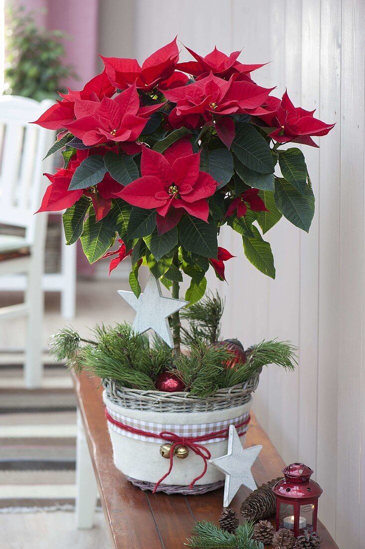 Euphorbia pulcherrima (Weihnachtsstern) Staemmchen