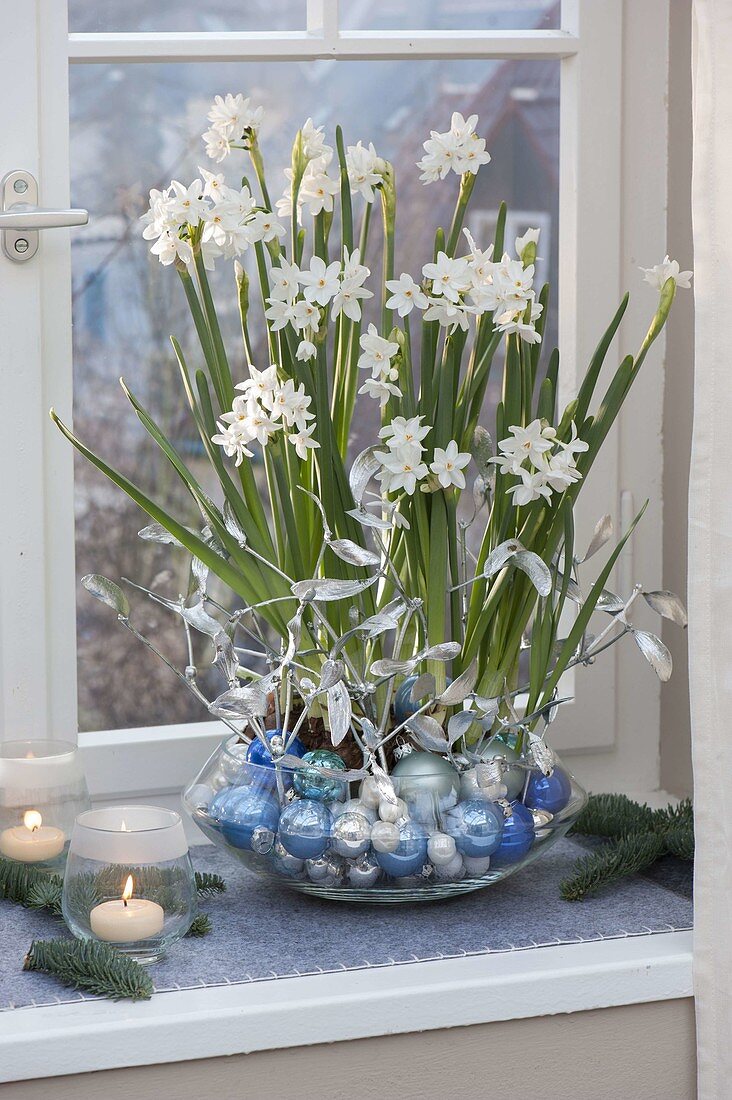 Narcissus Paperwhite 'Ziva' (tazette daffodils) in glass bowl