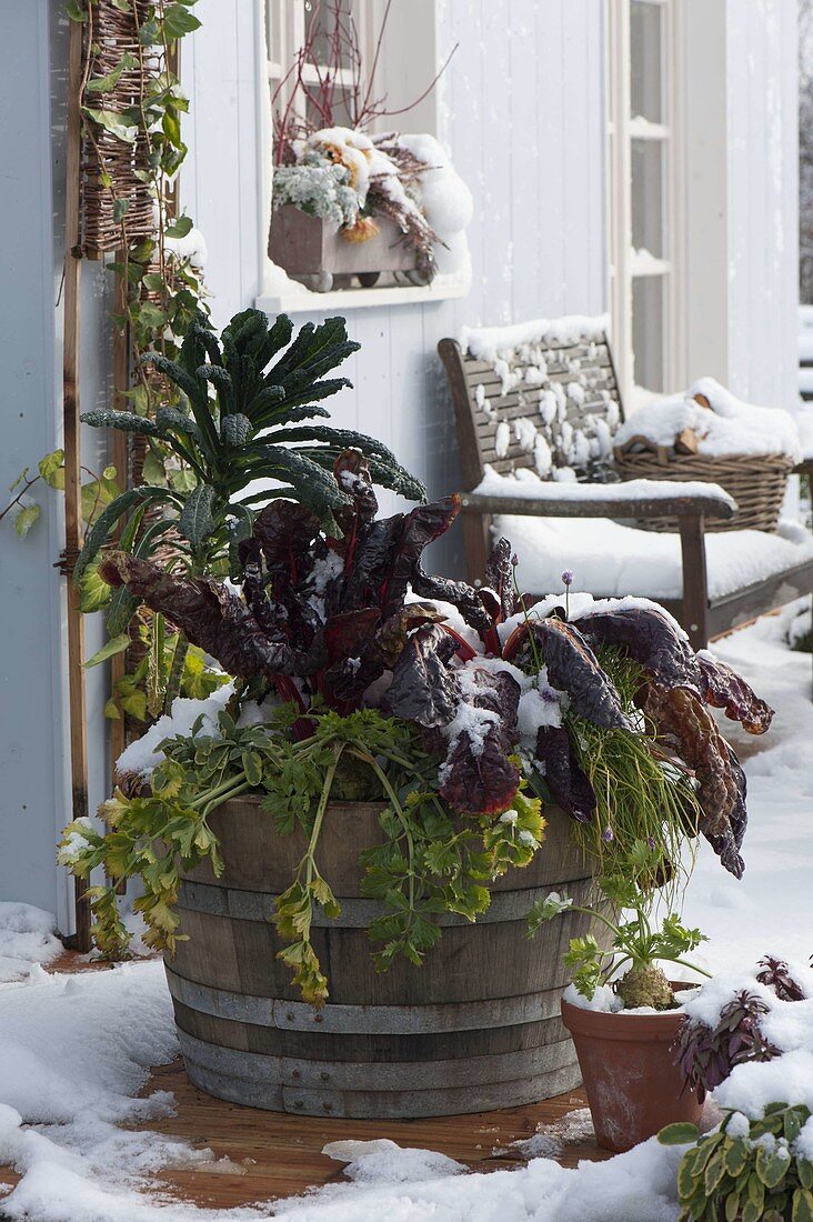 Wooden barrel planted with vegetables in the snow: Kale 'Nero di Toskana' (Brassica)