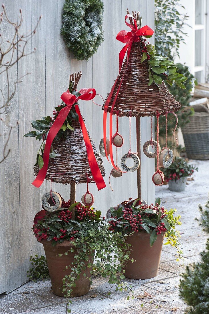 Terracotta pots planted with Skimmia, Hedera (ivy)