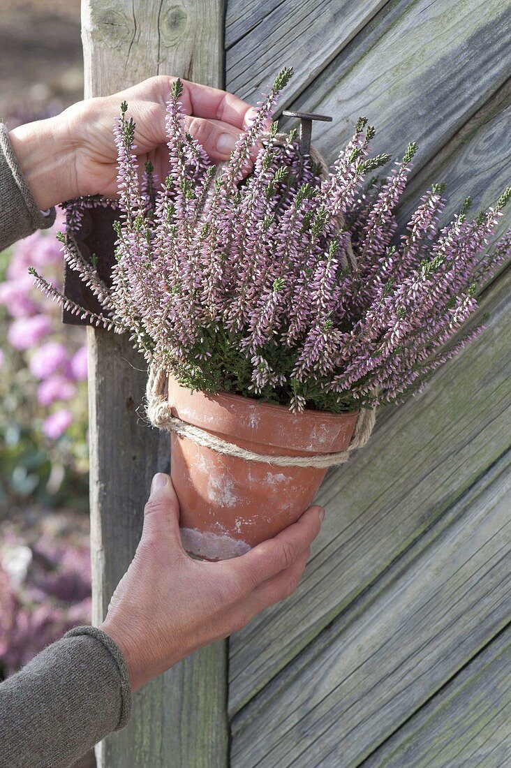 Tontopf mit Calluna Garden Girl 'Rosita' (Knospenblühender Besenheide)