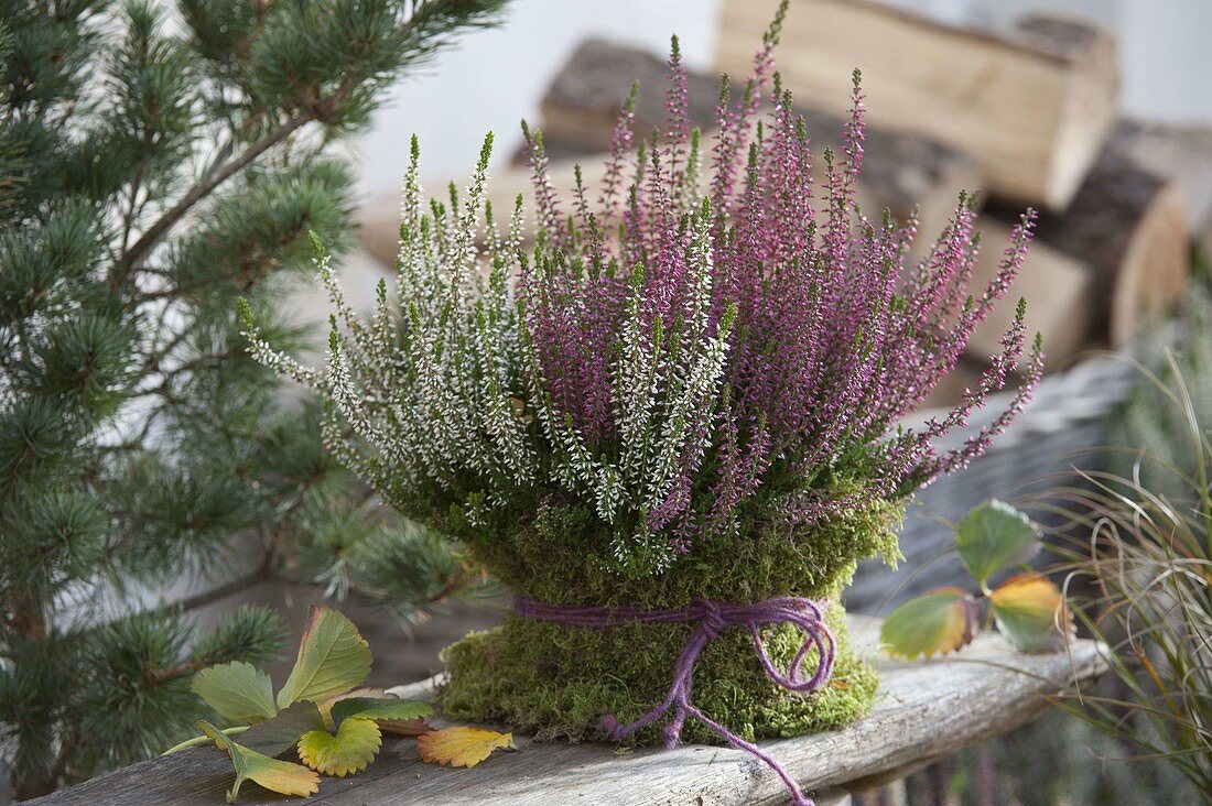 Calluna vulgaris 'Trio Girls' (Knospenblühender Besenheide) in Topf mit Moos