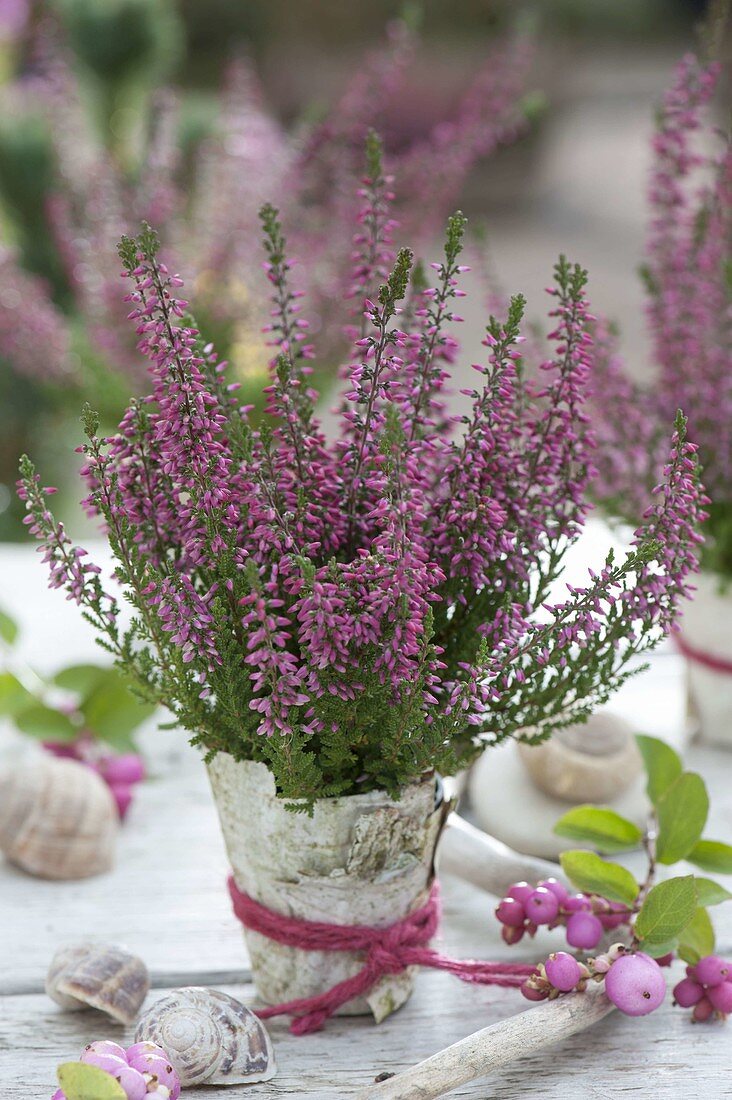 Calluna vulgaris (bud-flowering broom heather), pot covered with bark