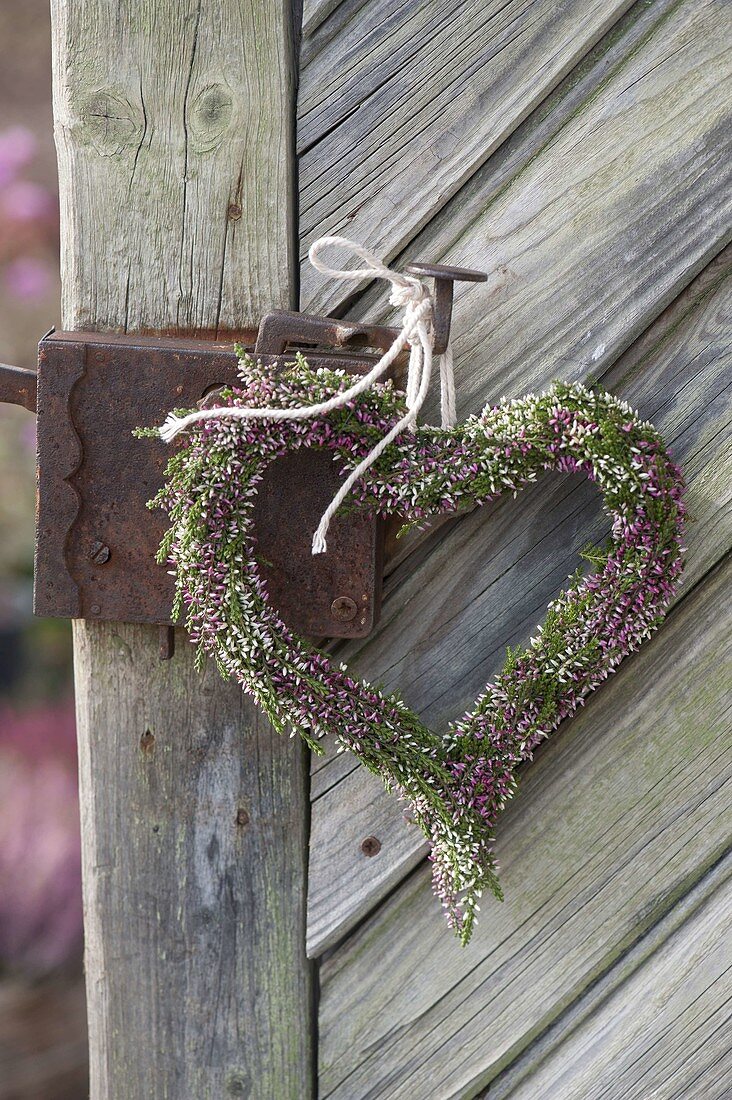 Pink and white heart of heather