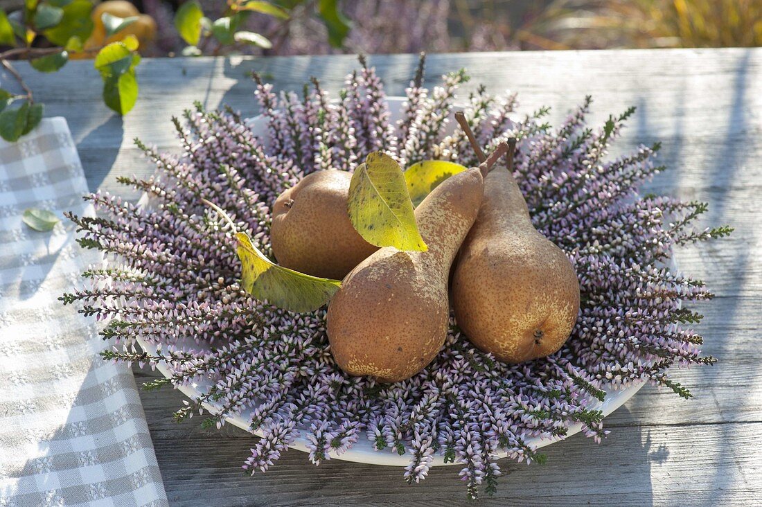 Pears (Pyrus) on