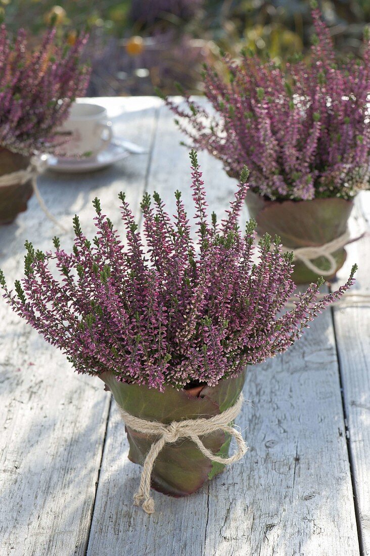 Calluna Garden Girls 'Annette' (Bud-flowering broom heather)