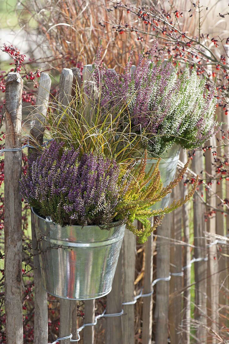 Calluna vulgaris Garden Girls and Trio Girls