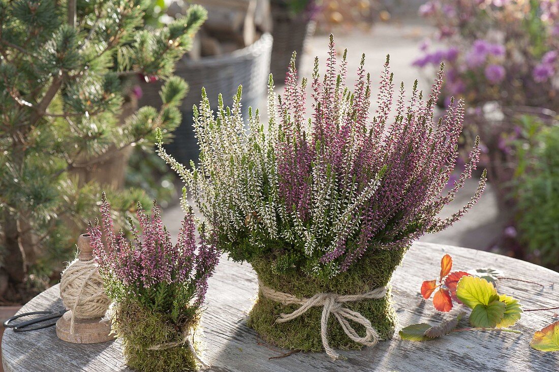 Calluna vulgaris 'Trio Girls' in pot with moss