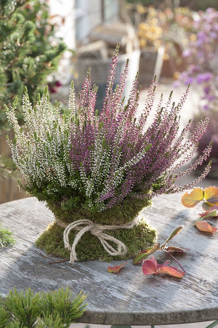 Calluna vulgaris 'Trio Girls' (Budding broom heather) in pot with moss