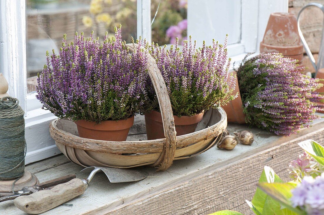 Calluna vulgaris Garden Girls (bud-flowering broom heather)