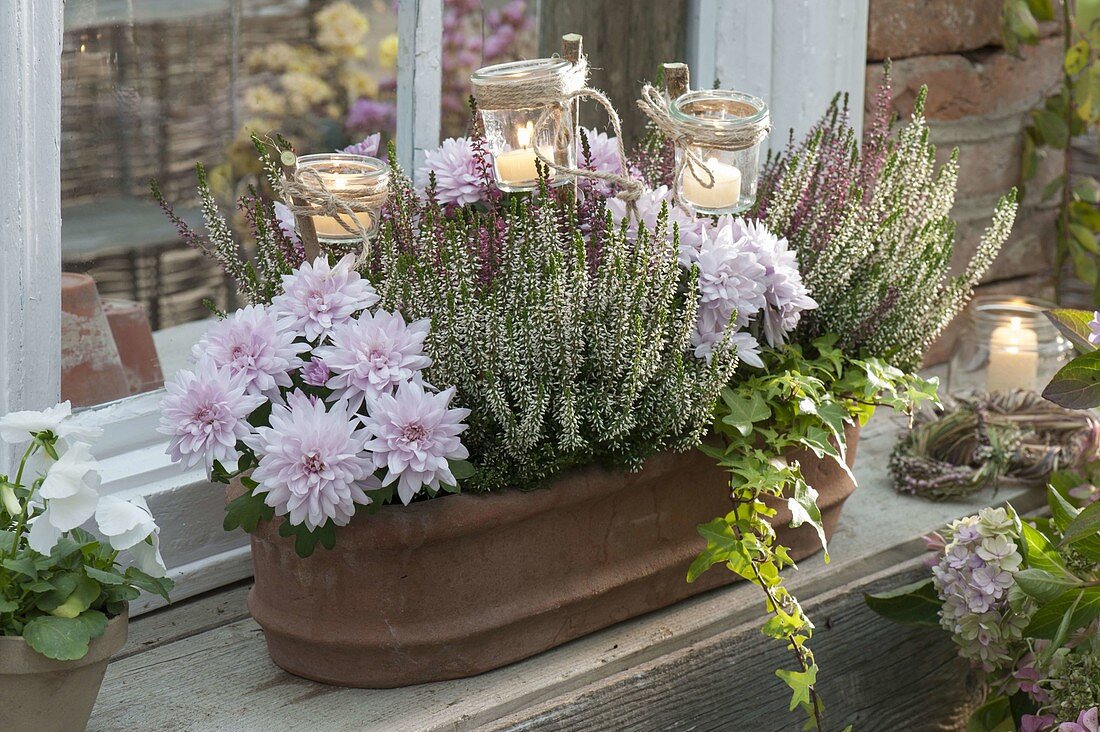 Terracotta box with Calluna Twin Girls (budding broom heather)