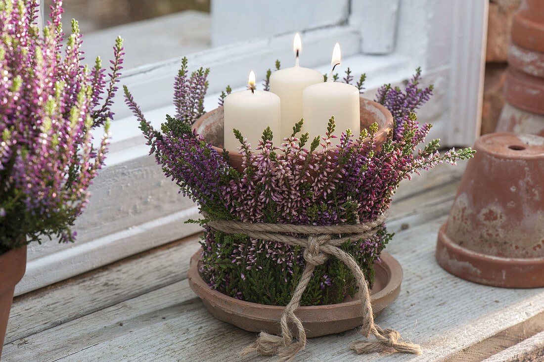 Lantern with bud-blossoming broom heather at window