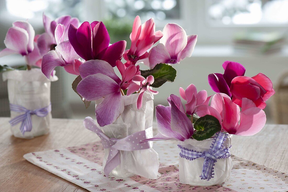 Small bouquets of cyclamen (cyclamen violets) in parchment bags