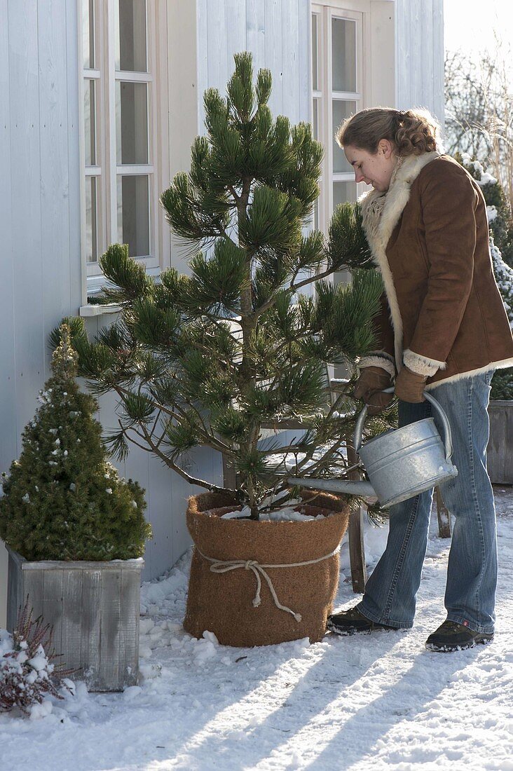 Woman watering Pinus leucodermis (snakeskin pine), Picea glauca 'Conica'