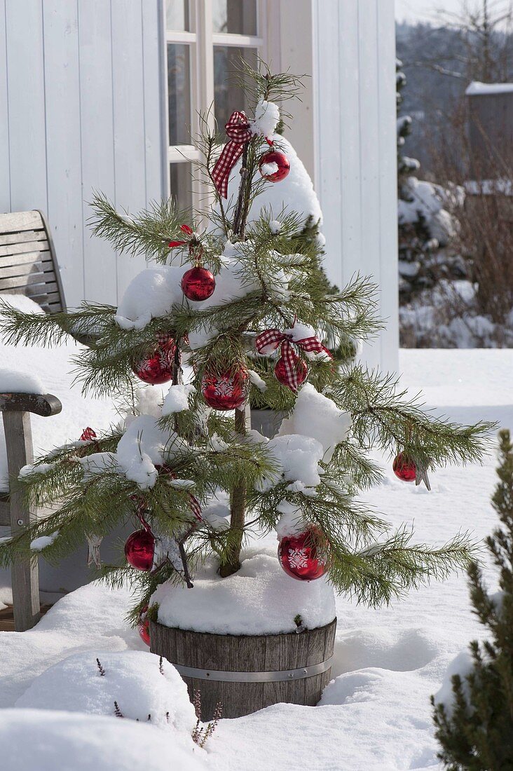 Pinus sylvestris (pine) as living Christmas tree, decorated