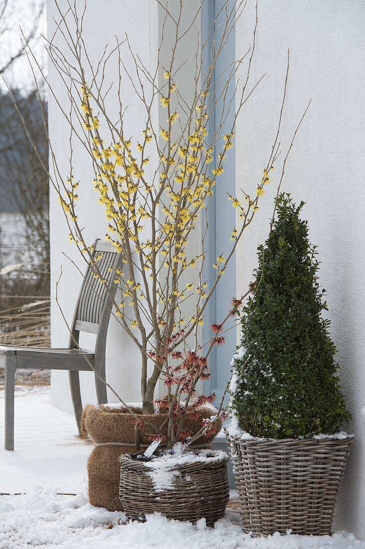 Hamamelis mollis (Zaubernuss) im Winter auf verschneiter Terrasse