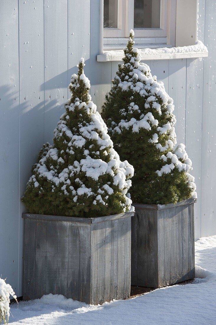 Snowy Picea glauca 'Conica' (sugar loaf spruce) in wooden containers