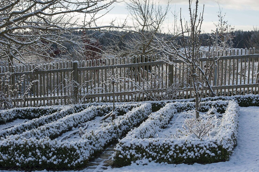 Farm garden with Buxus (box) hedges and picket fence in the snow