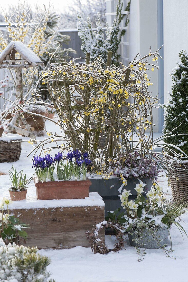 Snowy early spring terrace with Jasminum nudiflorum