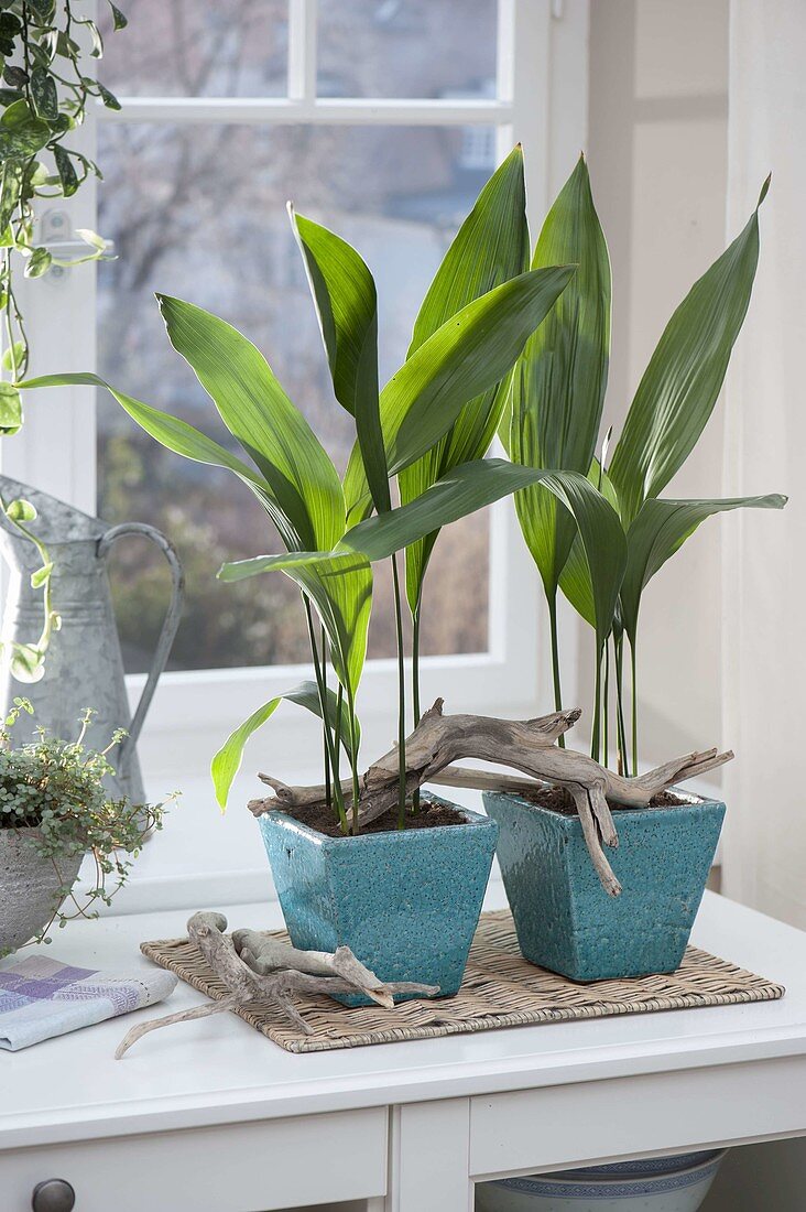 Aspidistra elatior, in turquoise pots