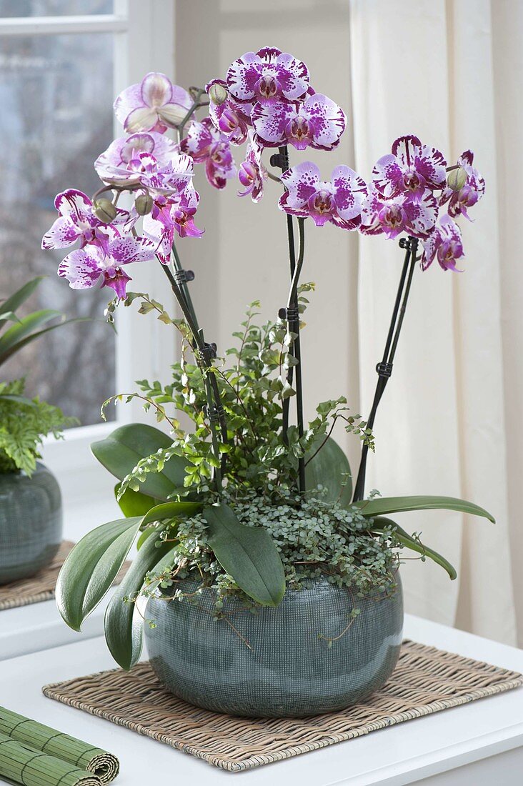 Phalaenopsis Everspring 'Prince Harlequin' Malay flower