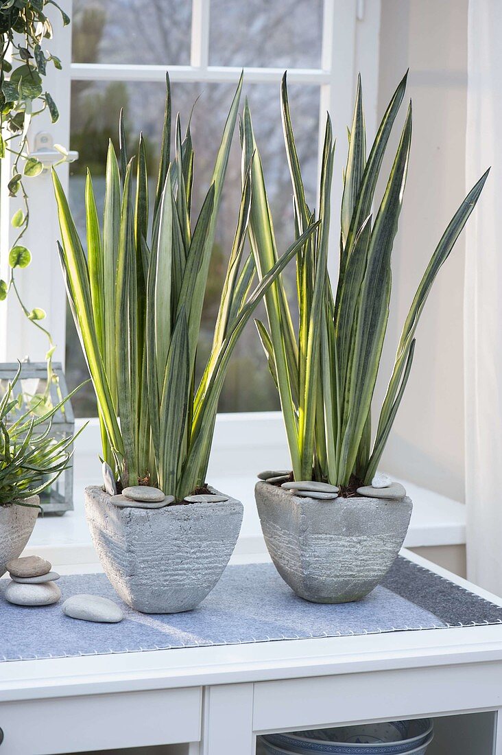 Sansevieria 'Bantel's Sensation' (bow hemp) in silver-grey pots