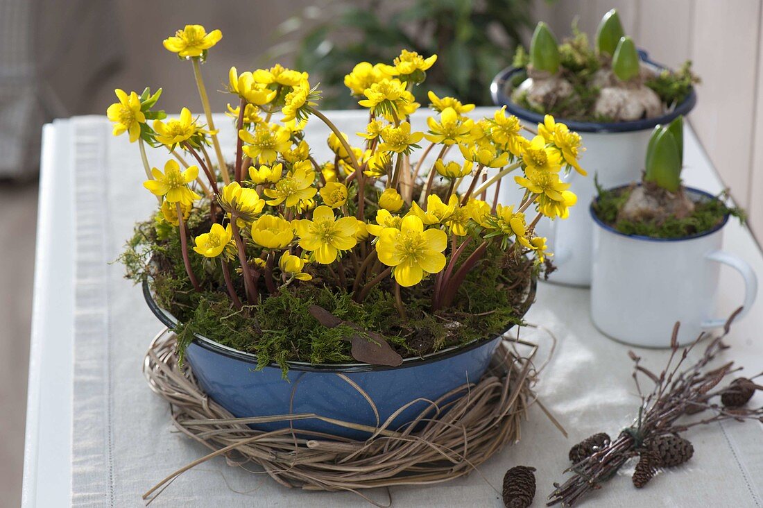 Eranthis hyemalis (Winterlinge) in blauer Emaille-Schüssel