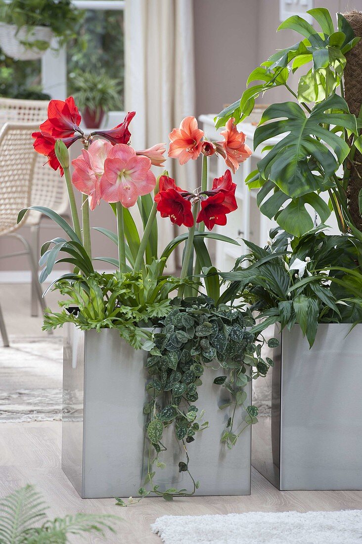 Stainless steel containers planted with Hippeastrum as room dividers