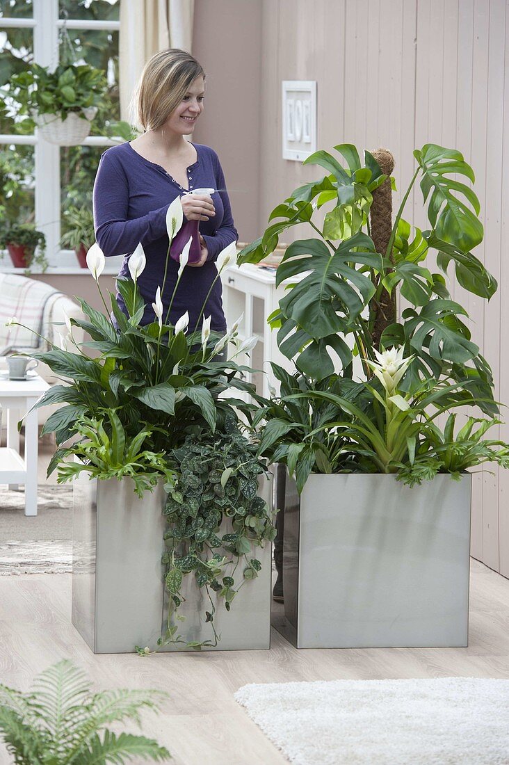 Stainless steel containers as room dividers planted with Philodendron pertusum
