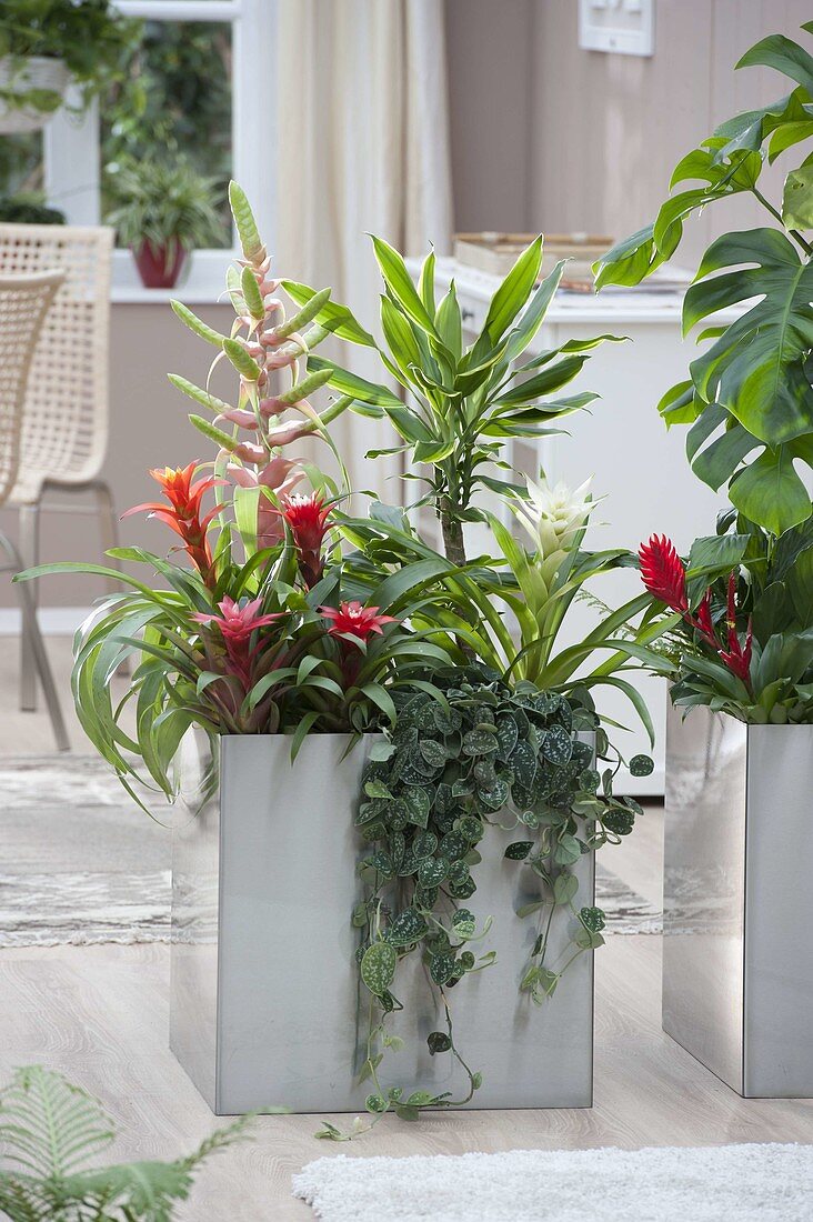 Stainless steel containers planted with Tillandsia 'Samantha' as room dividers