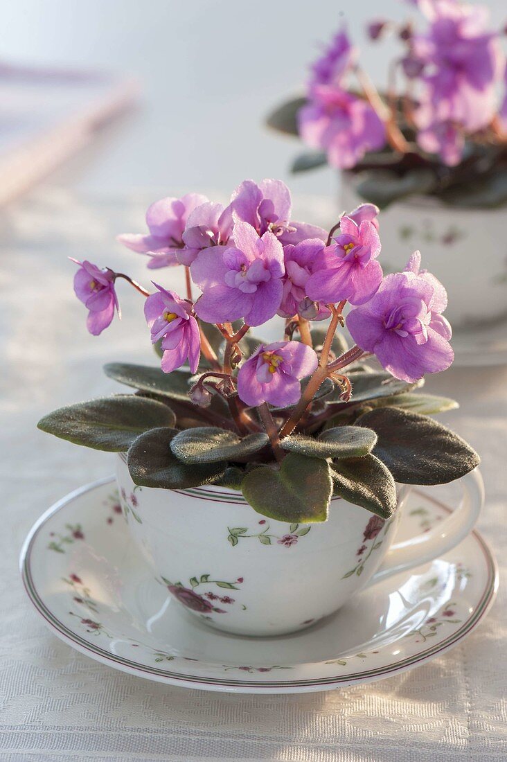 Saintpaulia ionantha (Usambara violet) in a flower cup