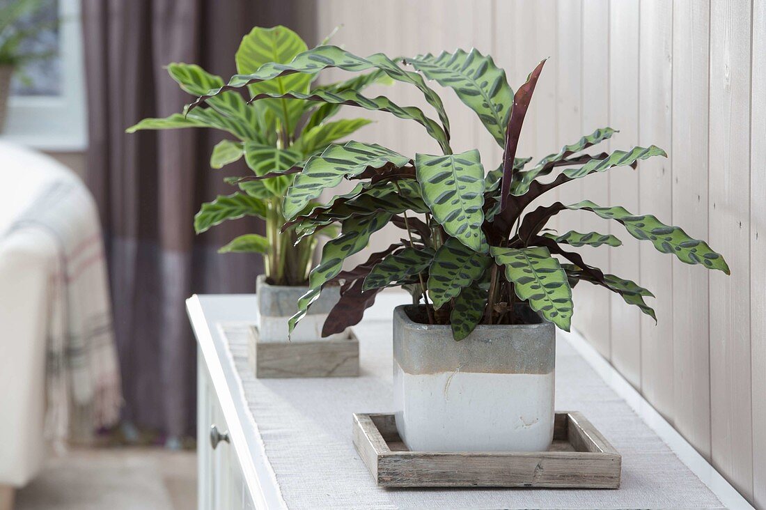 Calathea lancifolia und zebrina (Korbmaranten)