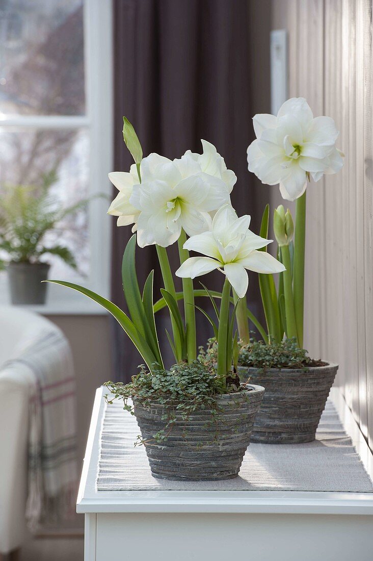 Hippeastrum 'White Peacock' (Gefüllte Amaryllis) und Pilea (Kanonierblume)