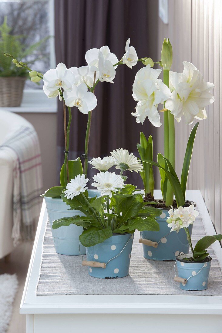 White winter flowers in blue planters