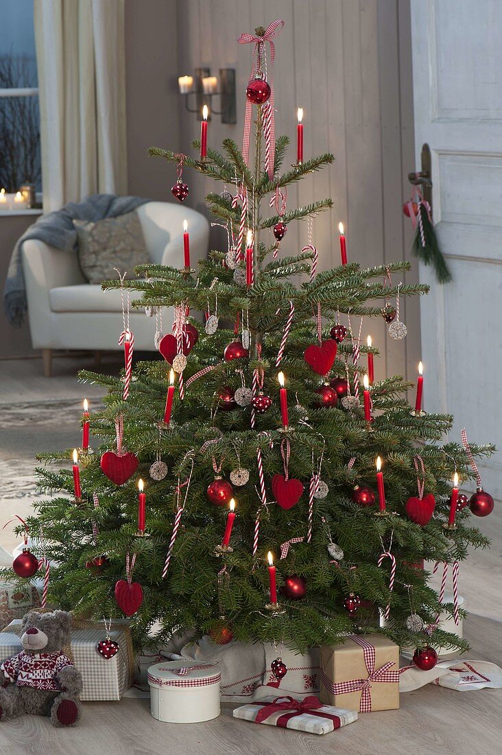 Abies nordmanniana (Nordmanntanne) als Weihnachtsbaum geschmückt