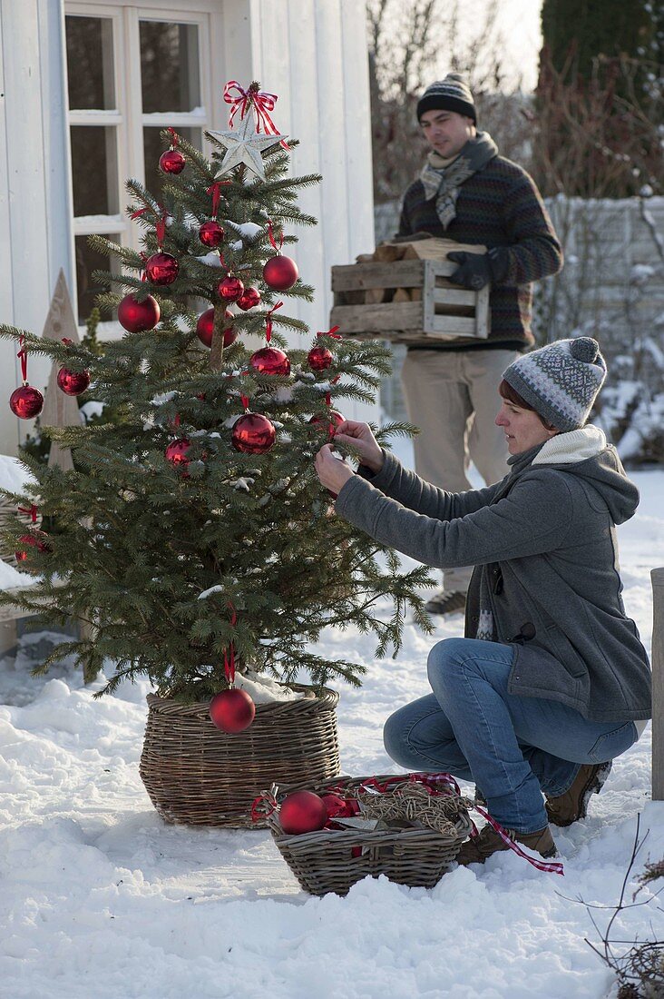 Family decorating Abies nordmanniana (Nordmann fir) with red balls