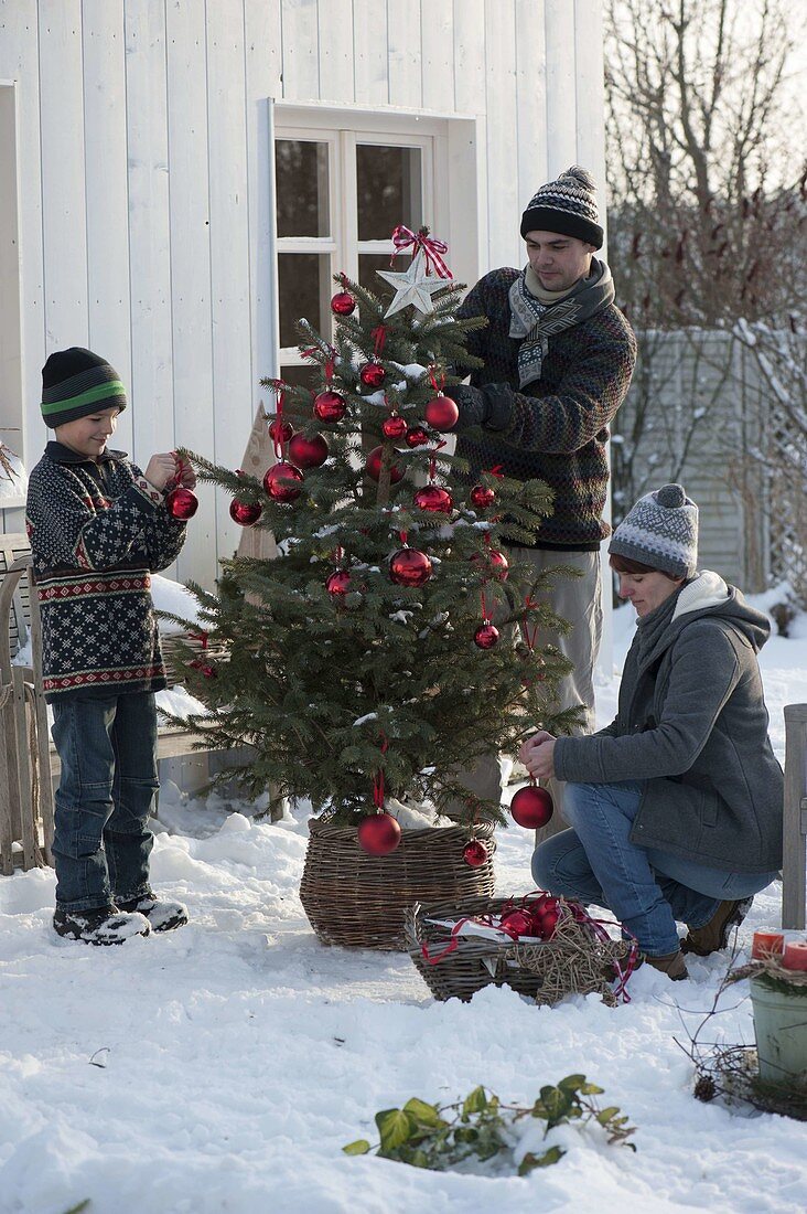 Family decorates Abies nordmanniana (Nordmann fir) with red balls