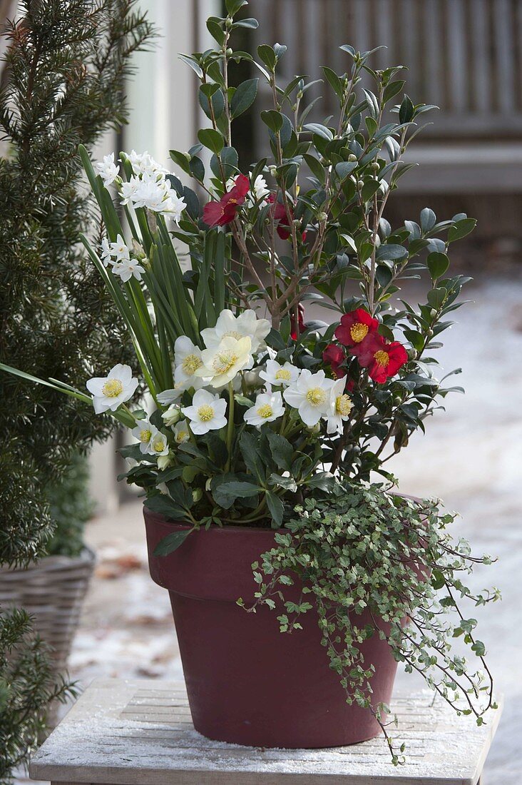 Camellia 'Yuletide' (camellia), Helleborus niger (Christmas roses), Narcissus