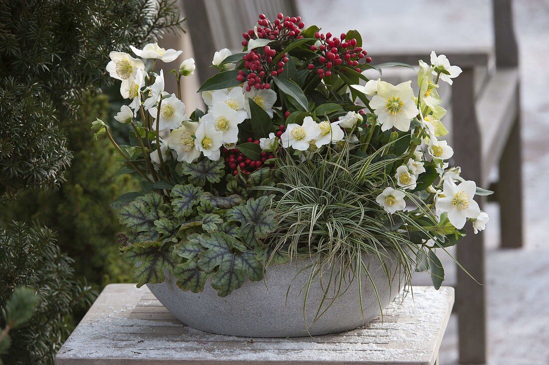 Schale mit Helleborus niger (Christrosen), Heucherella alba 'Tapestry'