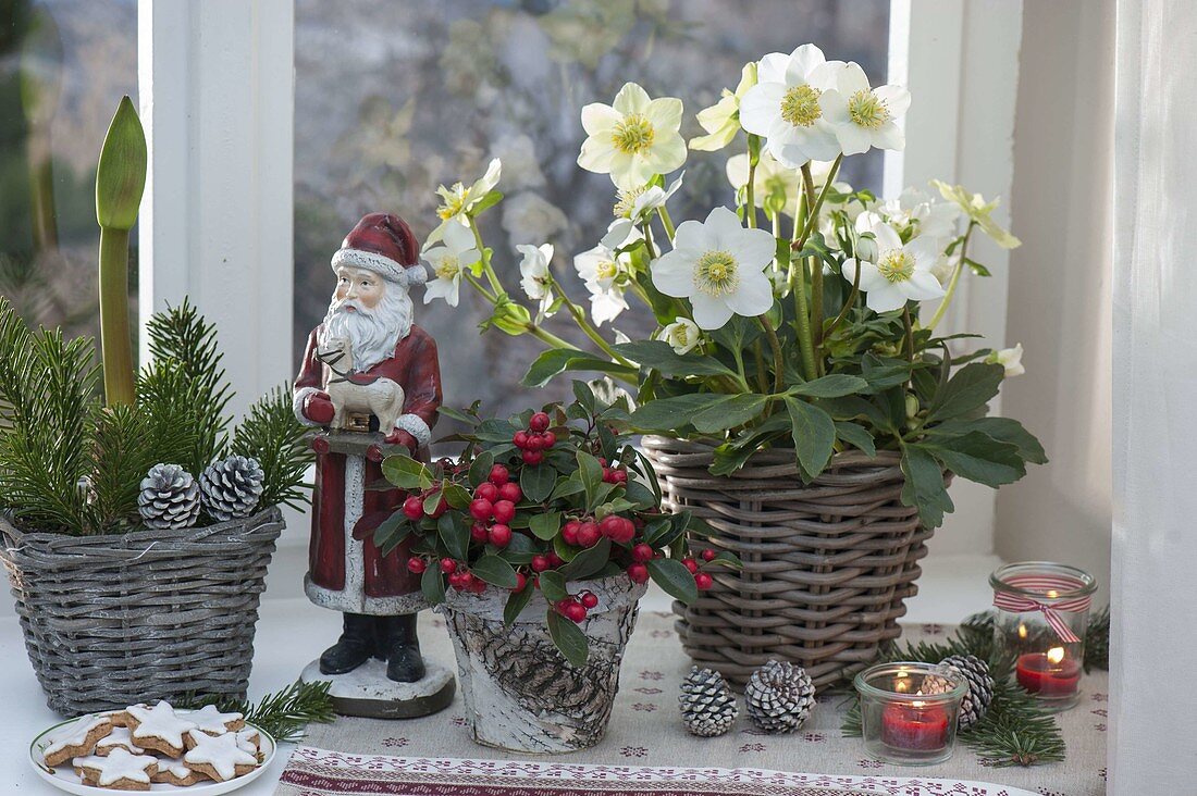 Christmas window with Helleborus niger, Gaultheria procumbens