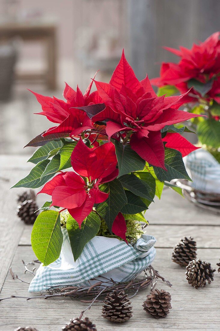 Euphorbia pulcherrima (Weihnachtsstern), Topf mit Geschirrtuch