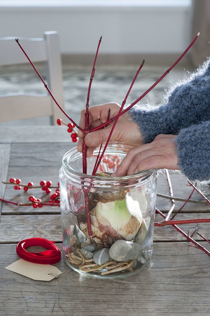 Amaryllis grown in glass with pebbles