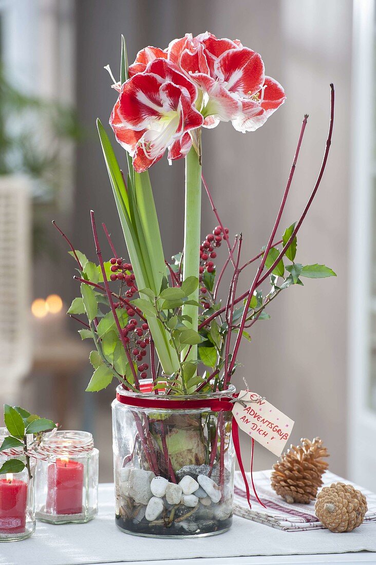 Amaryllis grown in glass with pebbles