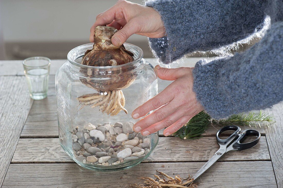 Amaryllis in candy jar pulled on gravel