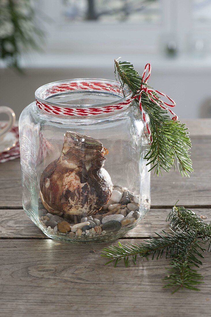 Amaryllis grown on gravel in a candy jar