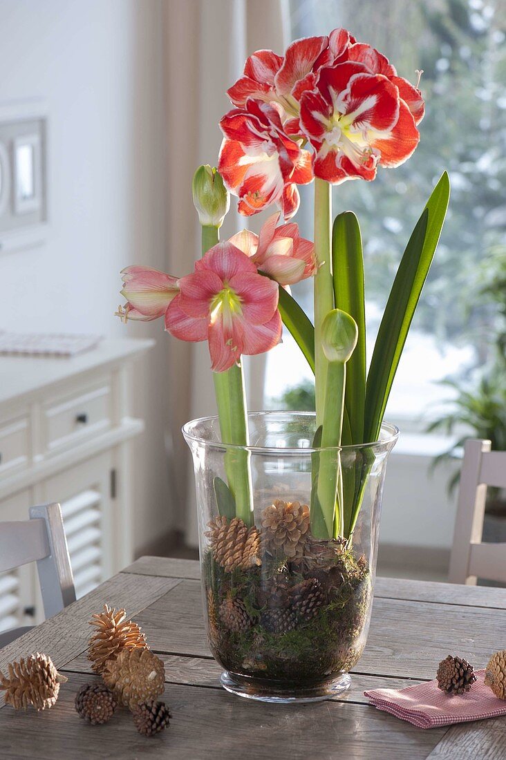 Amaryllis in glass with moss and cones