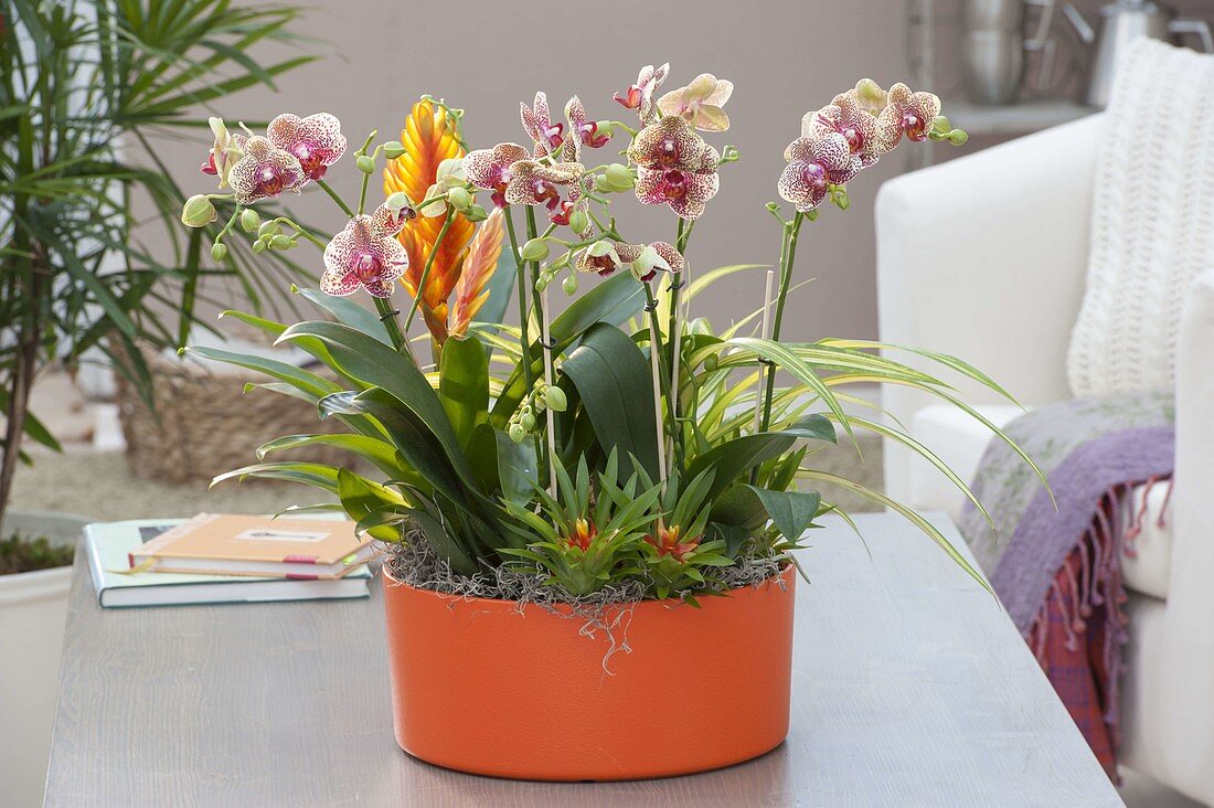 Orange plastic pot with Phalaenopsis 'Pink Lemonade'