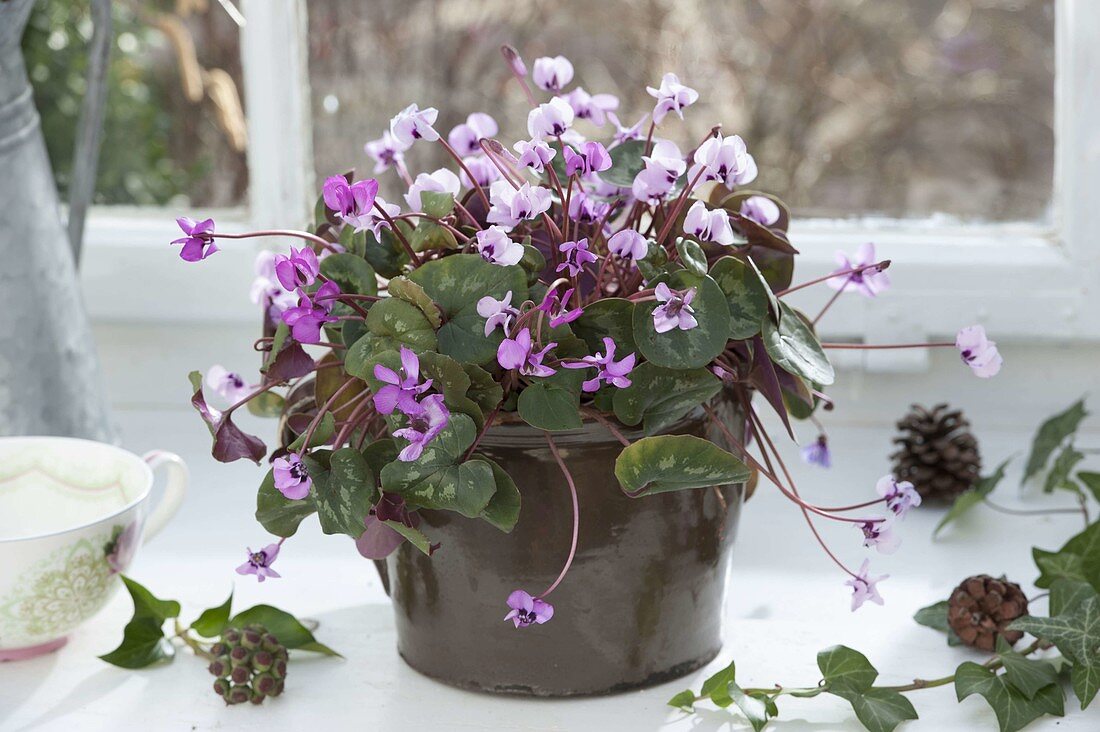 Cyclamen coum (Vorfruehlings-Alpenveilchen) am ungeheizten Fenster