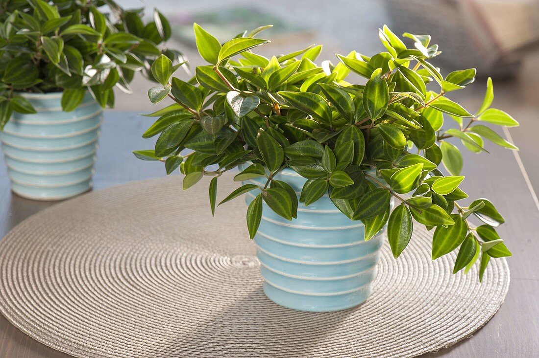 Peperomia angulata 'Rocca Verde' (Dwarf pepper)