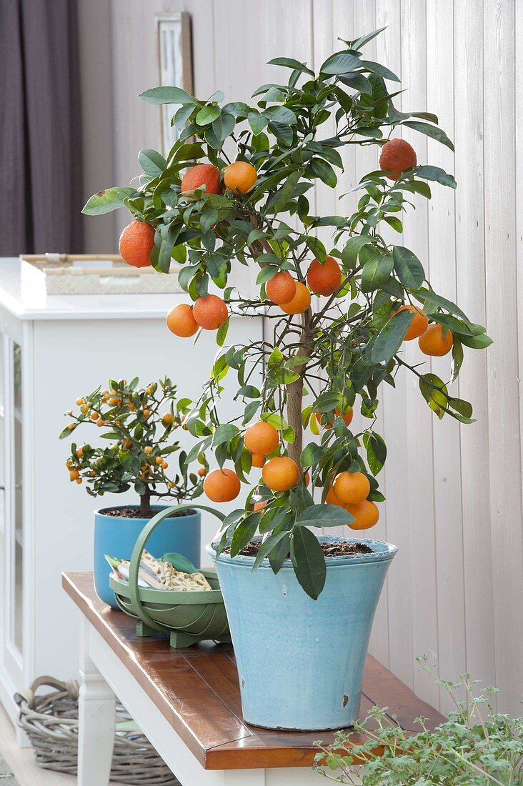 Citrus reticulata (mandarin) and Fortunella hindsii (mini kumquat)